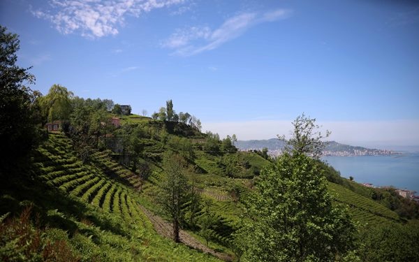 Çay bahçelerinde yeşilin farklı tonları 15
