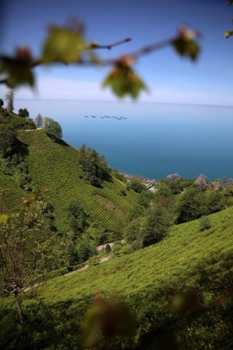 Çay bahçelerinde yeşilin farklı tonları 8