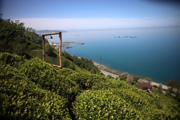 Çay bahçelerinde yeşilin farklı tonları 4