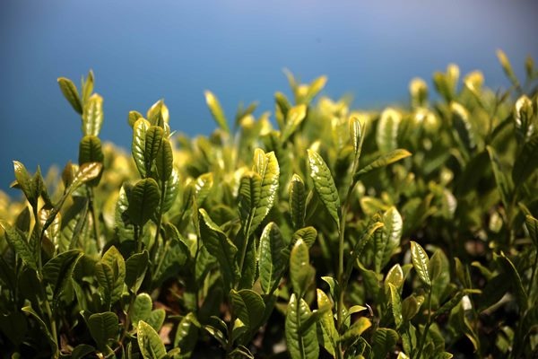 Çay bahçelerinde yeşilin farklı tonları 5