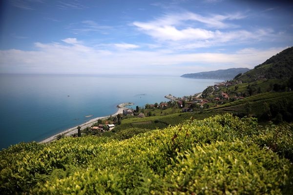 Çay bahçelerinde yeşilin farklı tonları 14