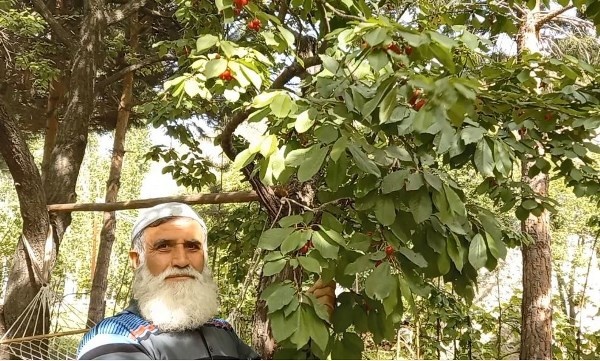 Karadeniz’in ilk kiraz hasadı Artvin’de yapıldı 4