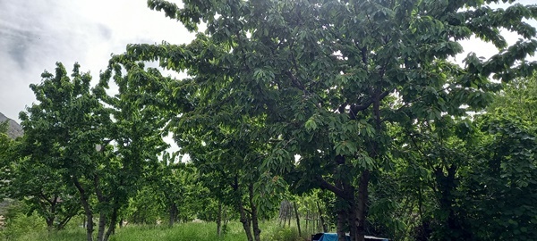 Karadeniz’in ilk kiraz hasadı Artvin’de yapıldı 6