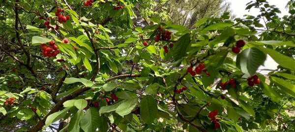 Karadeniz’in ilk kiraz hasadı Artvin’de yapıldı 3