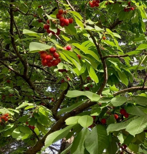 Karadeniz’in ilk kiraz hasadı Artvin’de yapıldı 1