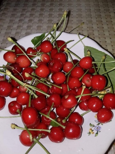 Karadeniz’in ilk kiraz hasadı Artvin’de yapıldı 2