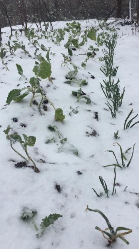 Doğu Karadeniz’de Mayıs’ta yaylalarda kar sürprizi 4