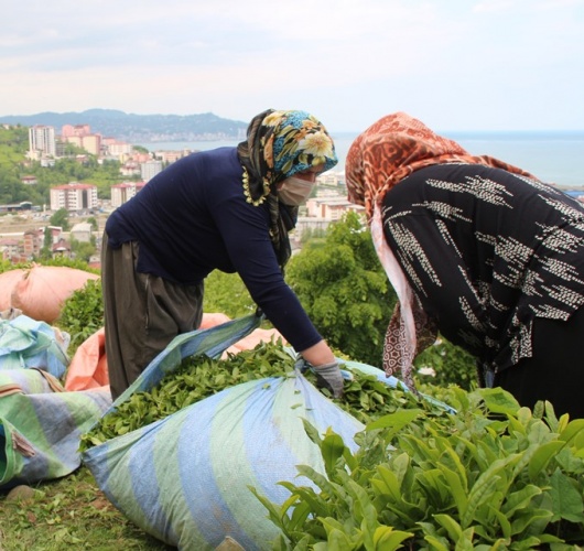 Çay hasadını aileler yapacak, parası üreticinin cebinde kalacak 10