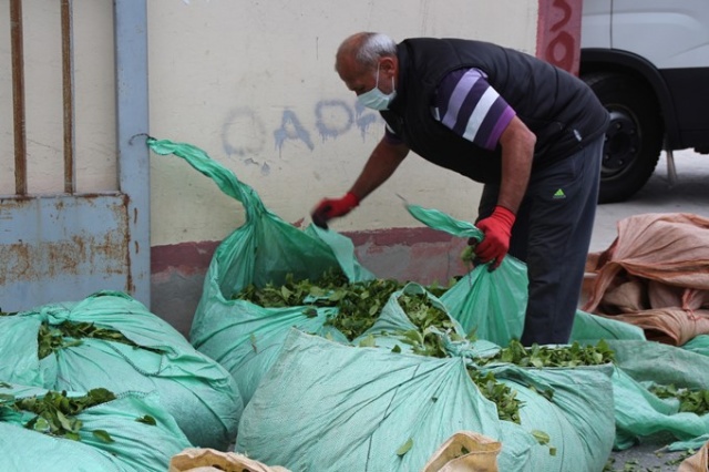 Çay hasadını aileler yapacak, parası üreticinin cebinde kalacak 3