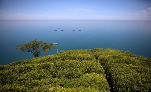 Çay hasadını aileler yapacak, parası üreticinin cebinde kalacak 2