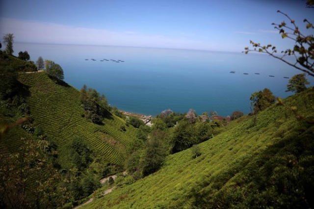 Çay hasadını aileler yapacak, parası üreticinin cebinde kalacak 6
