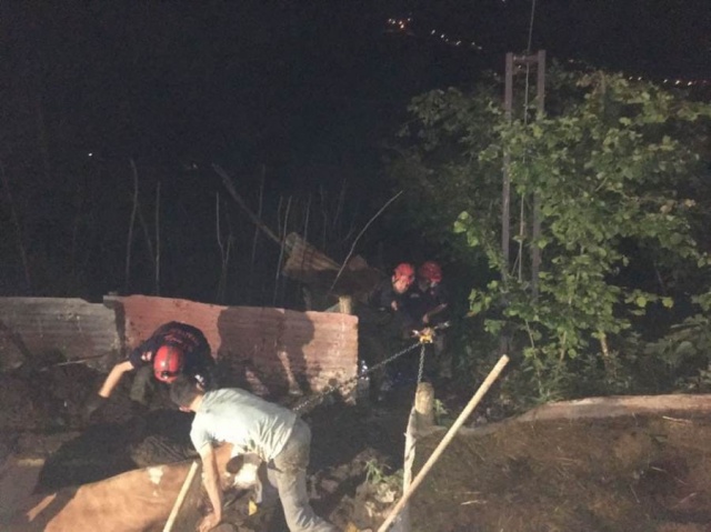 Trabzon’da çukura düşen inek için seferberlik 4