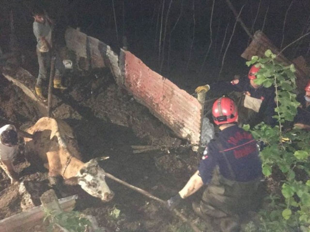 Trabzon’da çukura düşen inek için seferberlik 2