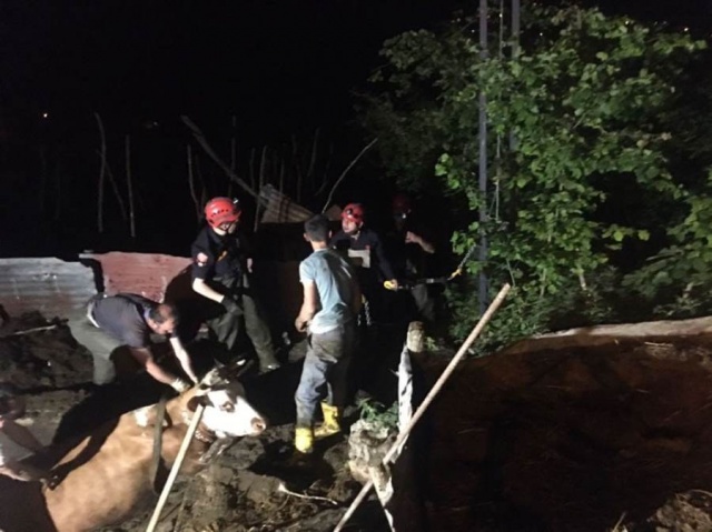 Trabzon’da çukura düşen inek için seferberlik 3