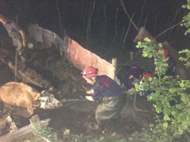 Trabzon’da çukura düşen inek için seferberlik 6