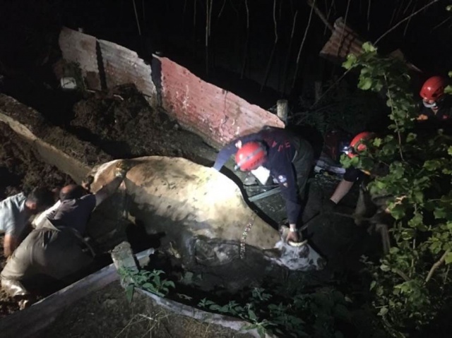 Trabzon’da çukura düşen inek için seferberlik 5