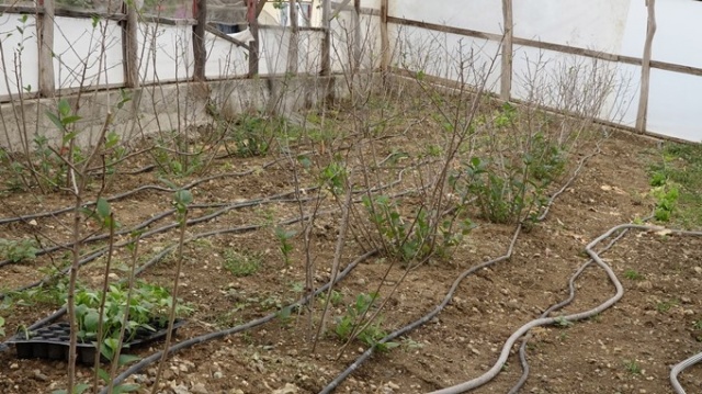 Aronya meyvesi Karadeniz'e uyum sağladı 6