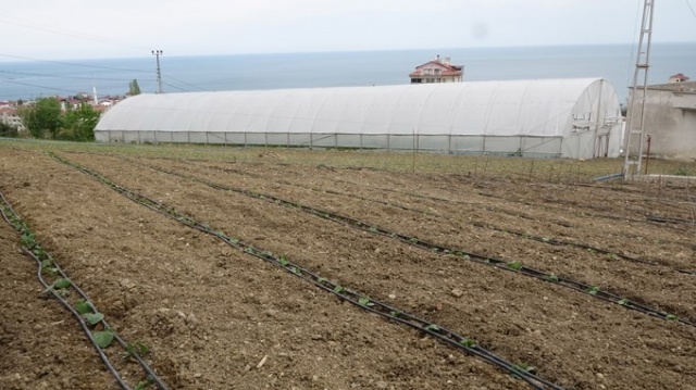 Aronya meyvesi Karadeniz'e uyum sağladı 9