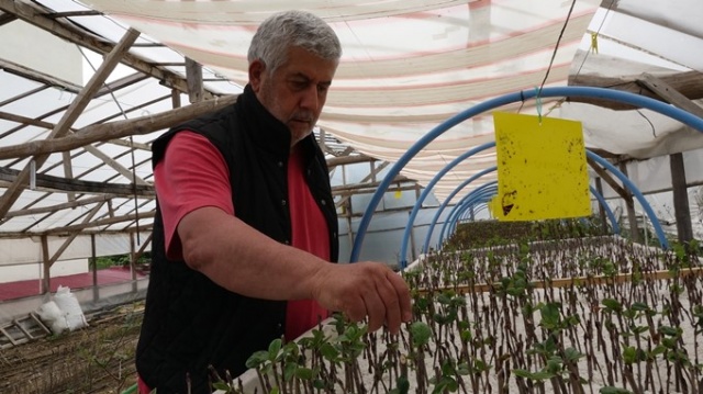 Aronya meyvesi Karadeniz'e uyum sağladı 8