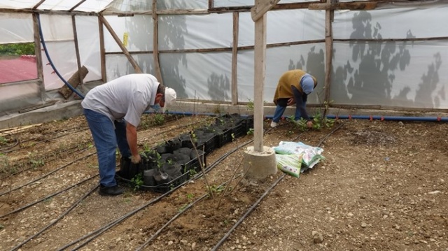 Aronya meyvesi Karadeniz'e uyum sağladı 2