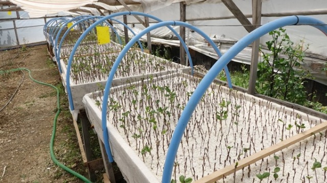 Aronya meyvesi Karadeniz'e uyum sağladı 10