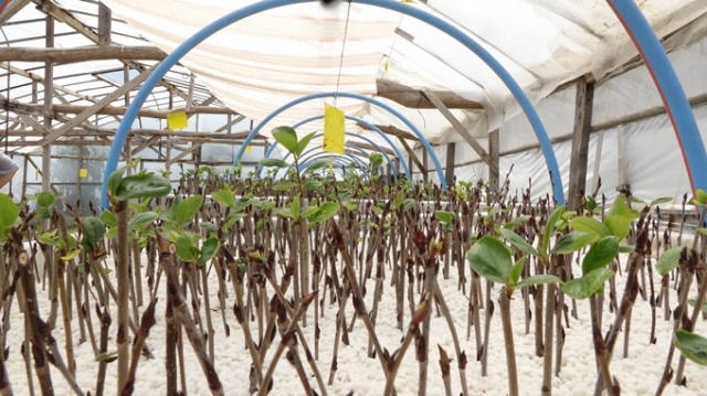 Aronya meyvesi Karadeniz'e uyum sağladı 3