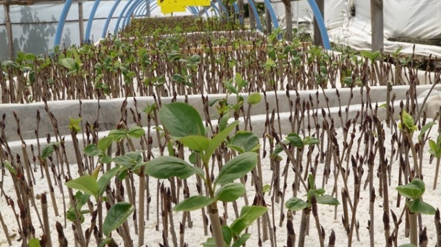 Aronya meyvesi Karadeniz'e uyum sağladı 5