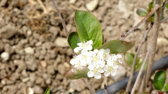 Aronya meyvesi Karadeniz'e uyum sağladı 4