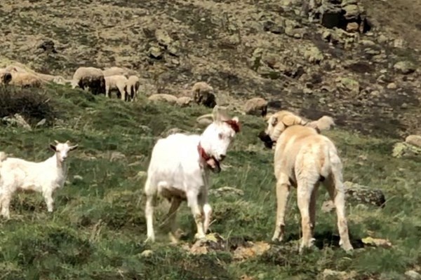 Keçi çoban köpeğine kafa tutarsa 2