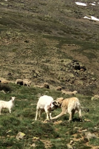 Keçi çoban köpeğine kafa tutarsa 6