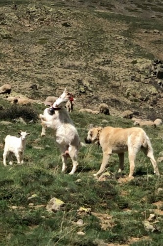 Keçi çoban köpeğine kafa tutarsa 3