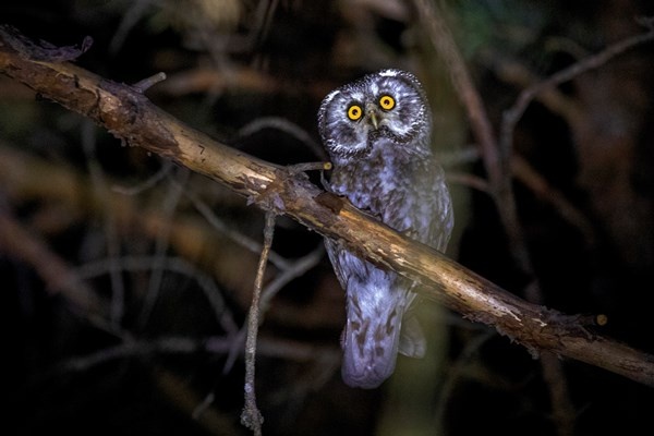 Türkiye’de bu kez Gümüşhane’de görüldü 3
