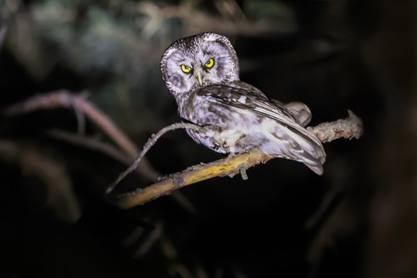 Türkiye’de bu kez Gümüşhane’de görüldü 2