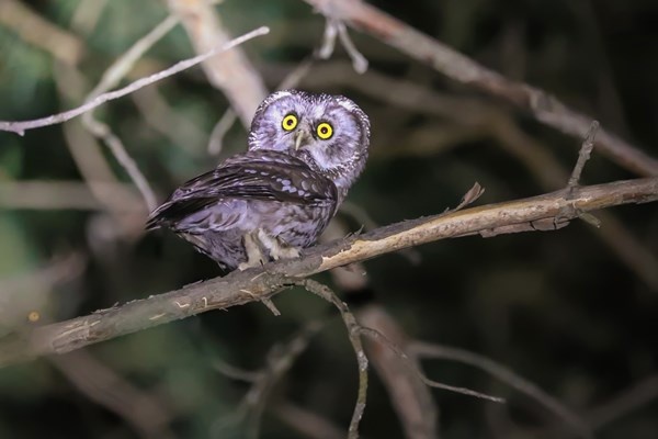 Türkiye’de bu kez Gümüşhane’de görüldü 5