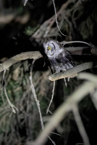 Türkiye’de bu kez Gümüşhane’de görüldü 4