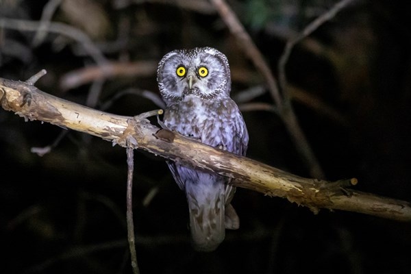 Türkiye’de bu kez Gümüşhane’de görüldü 6