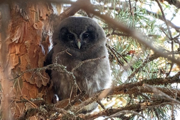 Türkiye’de bu kez Gümüşhane’de görüldü 7