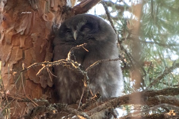 Türkiye’de bu kez Gümüşhane’de görüldü 9
