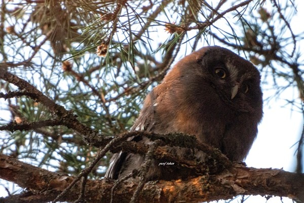 Türkiye’de bu kez Gümüşhane’de görüldü 8
