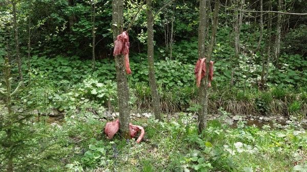 Trabzon'da ayılar köye inmesin diye bu yöntemi buldular 11