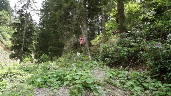 Trabzon'da ayılar köye inmesin diye bu yöntemi buldular 3