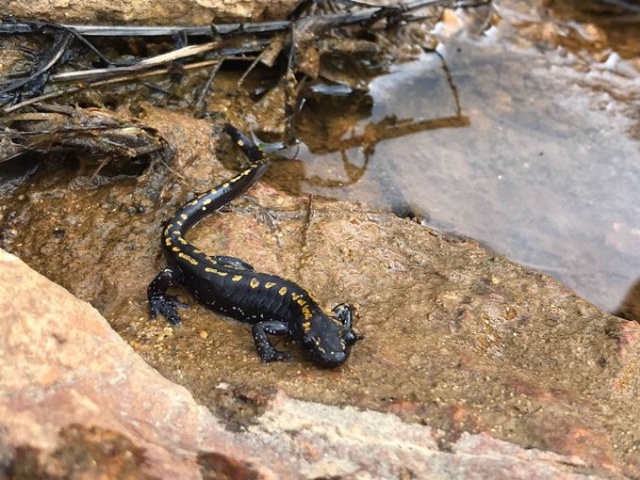 Trabzon'un doğal sit alanında yangın ve kuraklık tehlikesi 2