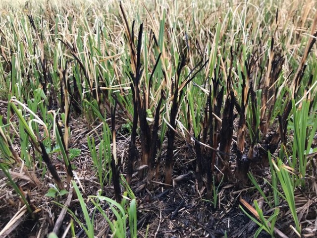 Trabzon'un doğal sit alanında yangın ve kuraklık tehlikesi 5