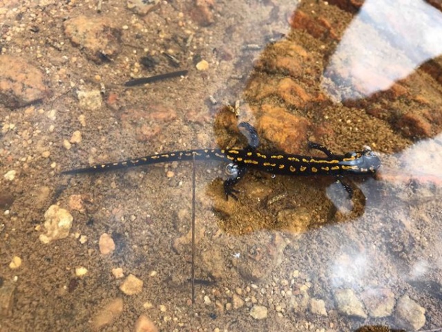 Trabzon'un doğal sit alanında yangın ve kuraklık tehlikesi 7