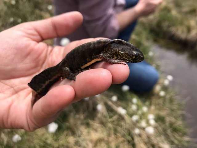 Trabzon'un doğal sit alanında yangın ve kuraklık tehlikesi 3