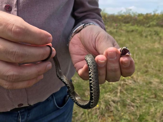 Trabzon'un doğal sit alanında yangın ve kuraklık tehlikesi 4