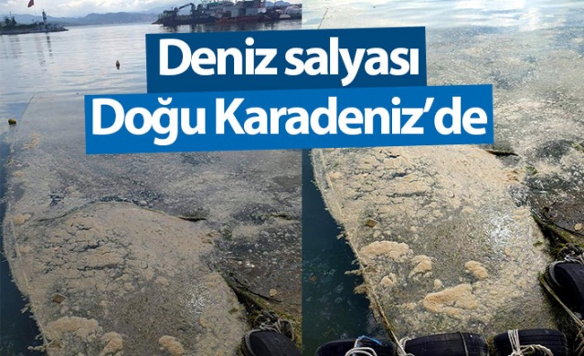 Doğu Karadeniz’de Deniz salyası alarmı 1