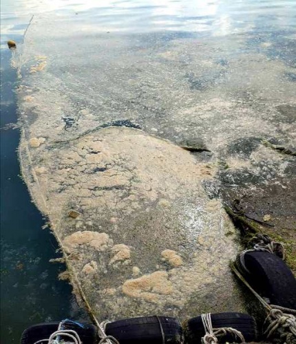 Doğu Karadeniz’de Deniz salyası alarmı 2