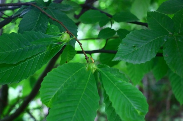 Doğu Karadeniz'de ilk kez Trabzon'da görüldü 10