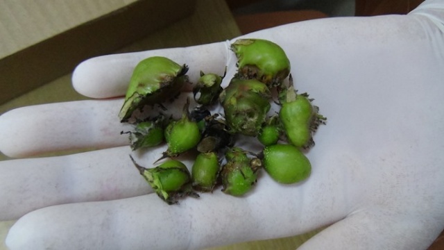 Doğu Karadeniz'de ilk kez Trabzon'da görüldü 4